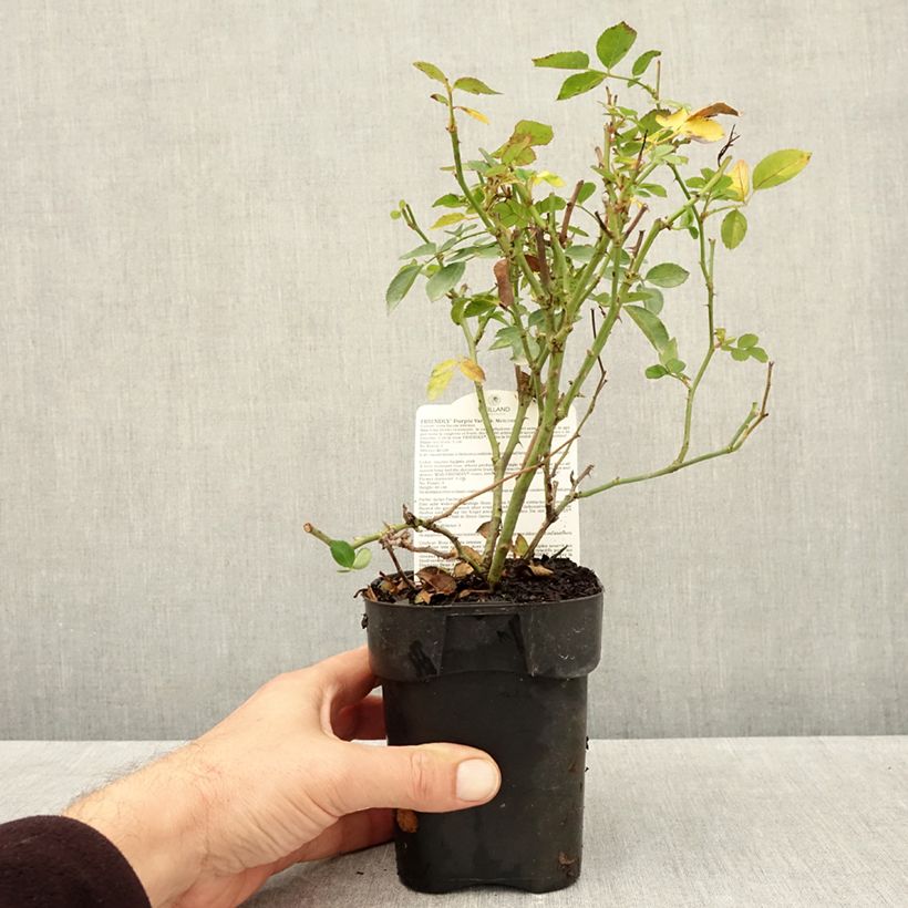 Esimerkki syksyllä toimitetusta Pensasruusu Friendly Purple 10 cm/11 cm ruukku-taimesta