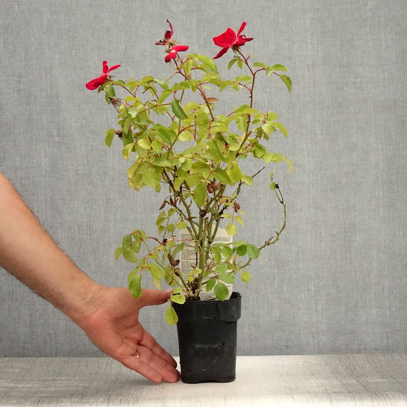Esimerkki kesällä toimitetusta Pensasruusu Friendly Red Meiariba 10 cm/11 cm ruukku-taimesta