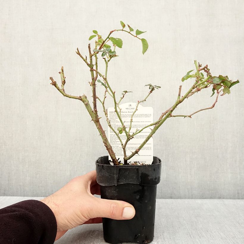Esimerkki syksyllä toimitetusta Pensasruusu Friendly Red Meiariba 10 cm/11 cm ruukku-taimesta