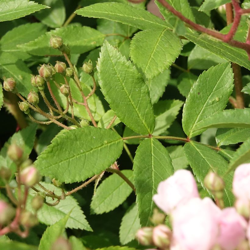 Pensasruusu Heavenly Pink LENnedi (Lehvistö)