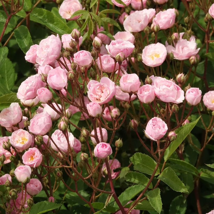 Pensasruusu Heavenly Pink LENnedi (Kukinta)