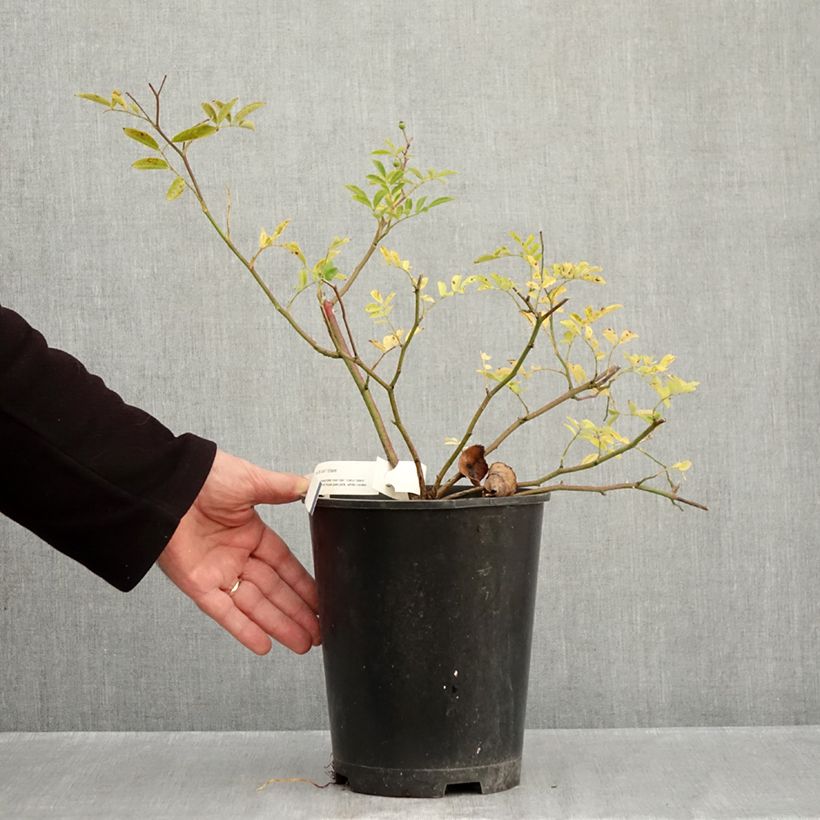 Esimerkki syksyllä toimitetusta Pensasruusu Millie Fleur 4 litran/5 litran ruukku-taimesta