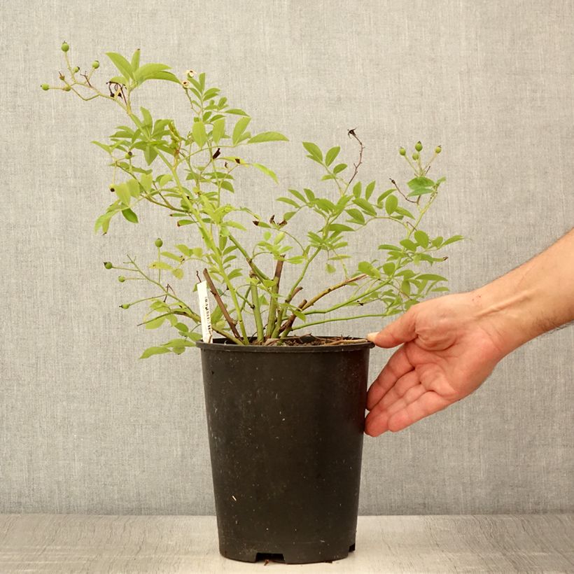 Esimerkki kesällä toimitetusta Pensasruusu Millie Fleur 4 litran/5 litran ruukku-taimesta