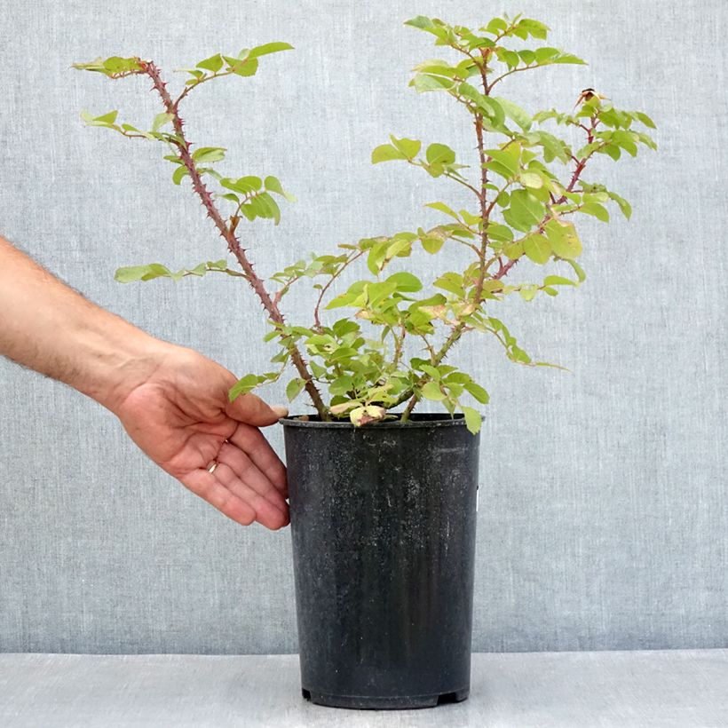 Esimerkki kesällä toimitetusta Kurtturuusu Robusta Korgosa 4 litran/5 litran ruukku-taimesta
