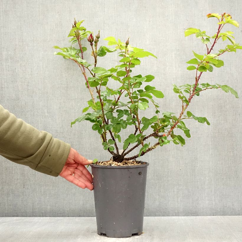 Esimerkki keväällä toimitetusta Kurtturuusu Robusta Korgosa 4 litran/5 litran ruukku-taimesta