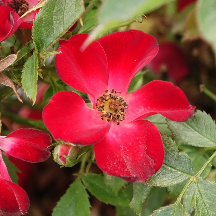 Pensasruusu Rosy Boom Colour Change (Kukinta)