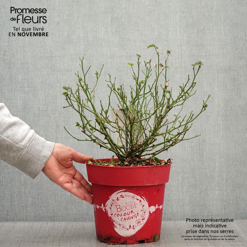 Esimerkki syksyllä toimitetusta Pensasruusu Rosy Boom Colour Change 6 litran/7 litran ruukku-taimesta