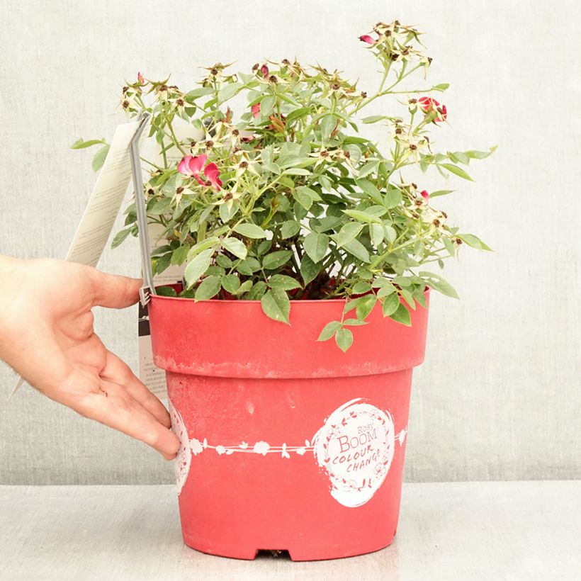 Esimerkki kesällä toimitetusta Pensasruusu Rosy Boom Colour Change 6 litran/7 litran ruukku-taimesta