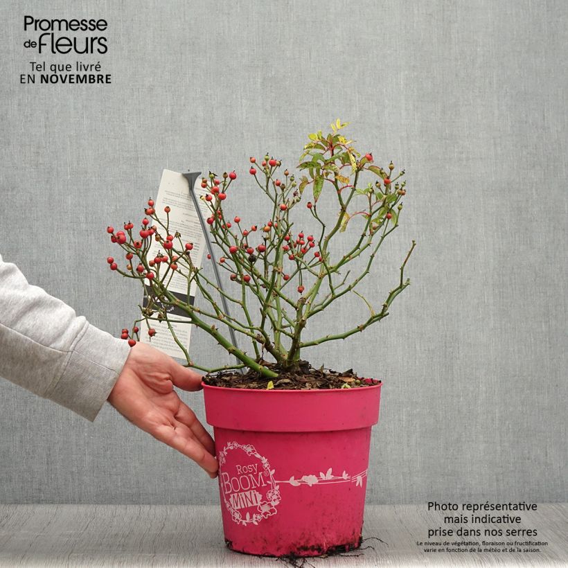 Esimerkki syksyllä toimitetusta Pensasruusu Rosy Boom Mini 6 litran/7 litran ruukku-taimesta
