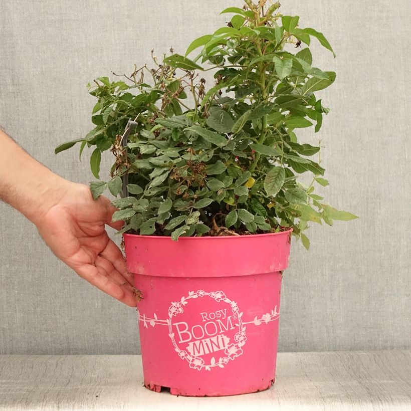 Esimerkki kesällä toimitetusta Pensasruusu Rosy Boom Mini 6 litran/7 litran ruukku-taimesta