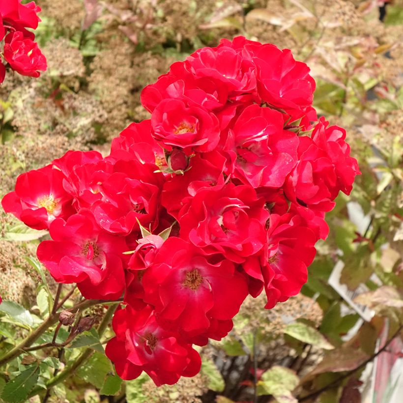 Pensasruusu Rosy Boom La Belle Rouge (Kukinta)