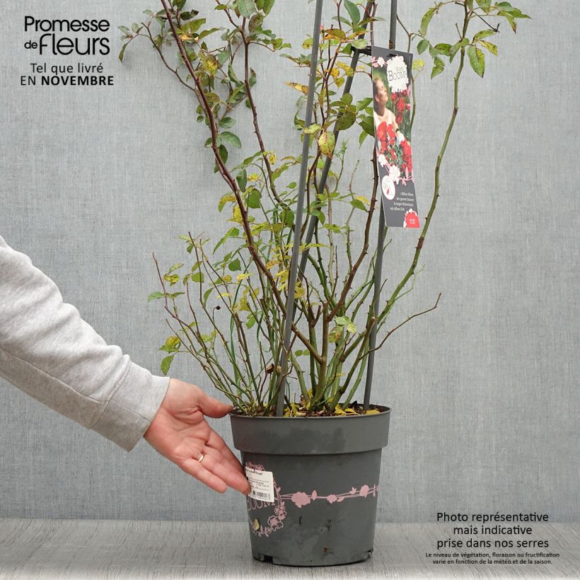 Esimerkki syksyllä toimitetusta Pensasruusu Rosy Boom La Belle Rouge 6 litran/7 litran ruukku-taimesta