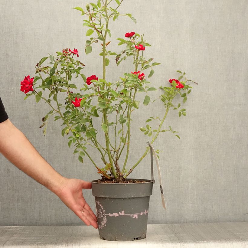 Esimerkki kesällä toimitetusta Pensasruusu Rosy Boom La Belle Rouge 6 litran/7 litran ruukku-taimesta