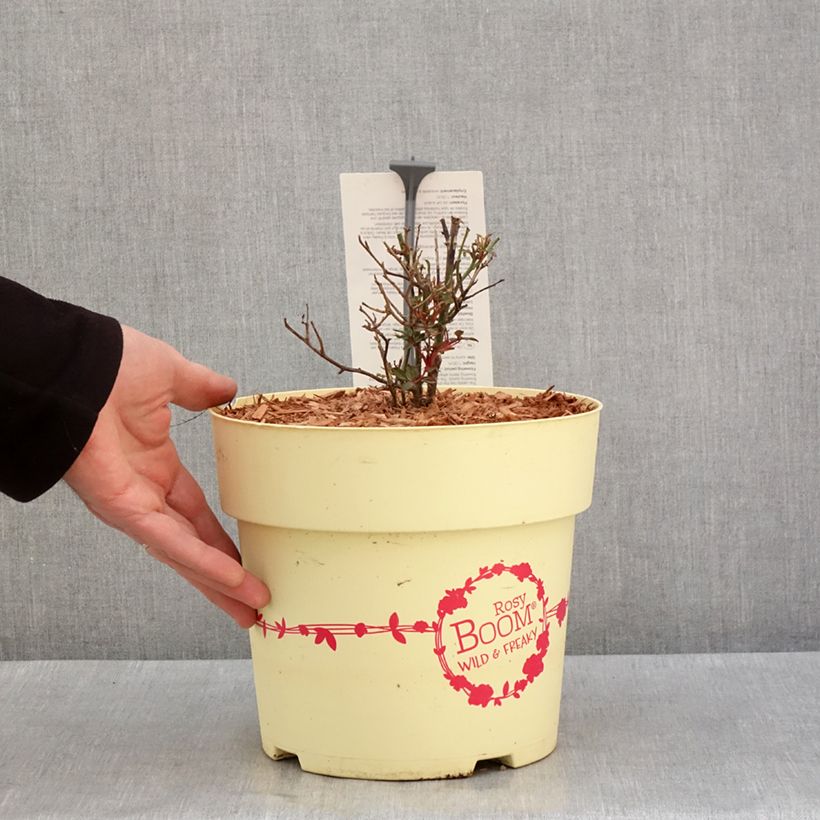 Esimerkki talvella toimitetusta Rosier arbustif Rosy Boom Wild and Freaky Pot de 6L/7L-taimesta