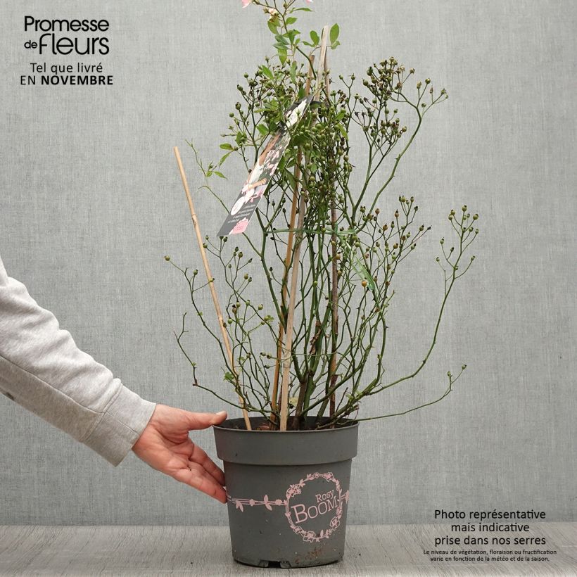 Esimerkki syksyllä toimitetusta Pensasruusu Rosy Boom Wildlife 6 litran/7 litran ruukku-taimesta