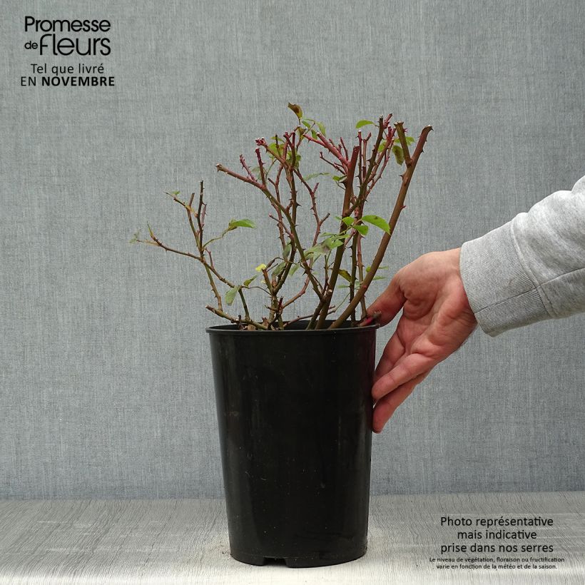Esimerkki syksyllä toimitetusta Pensasruusu Rosy Cushion 4 litran/5 litran ruukku-taimesta