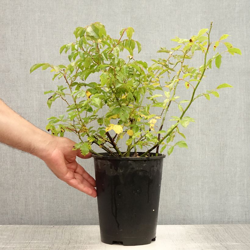 Esimerkki kesällä toimitetusta Pensasruusu Rosy Cushion 4 litran/5 litran ruukku-taimesta