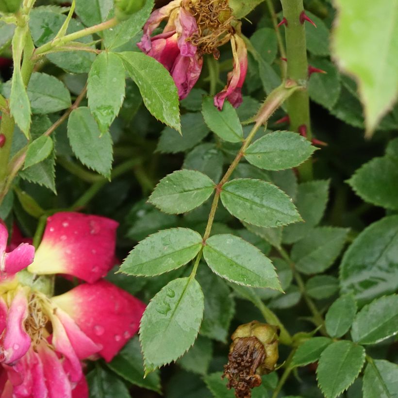 Polyantharuusu Bee's Paradise Light Red (Lehvistö)