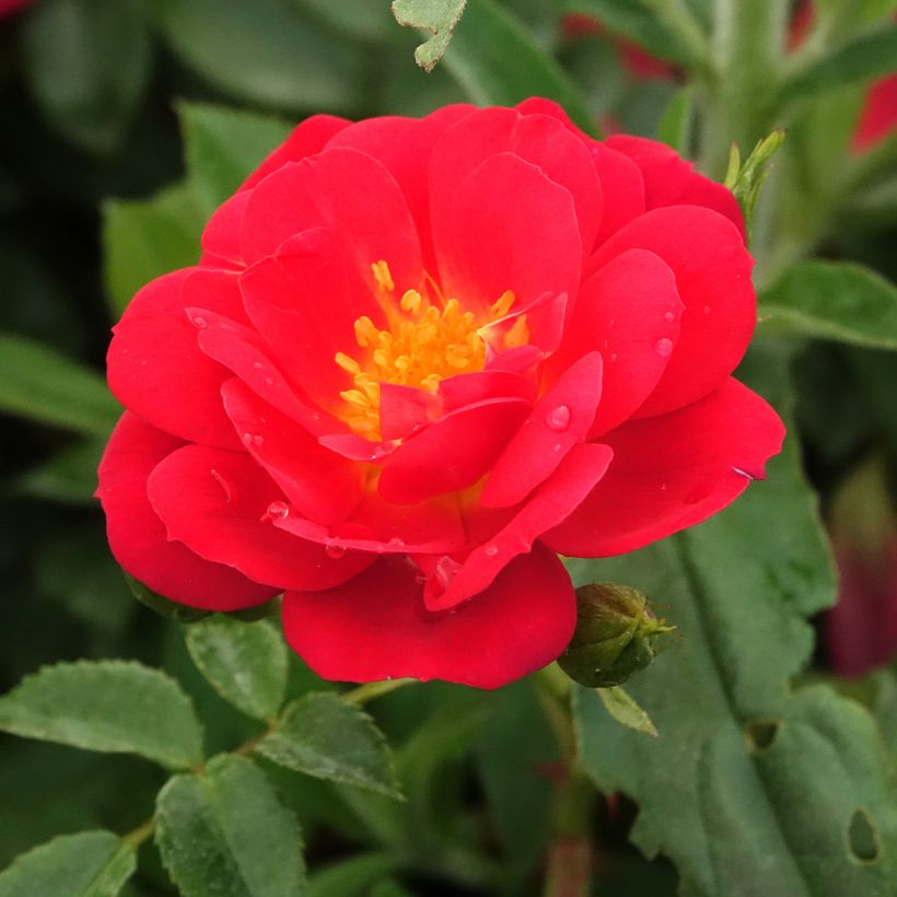 Polyantharuusu Bee's Paradise Light Red (Kukinta)