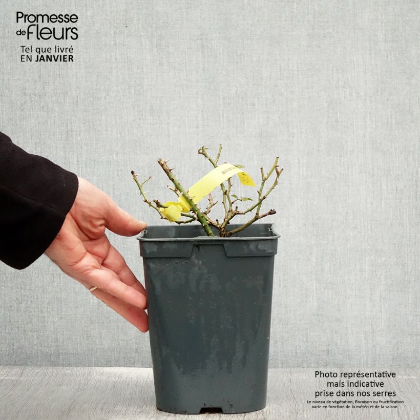 Esimerkki talvella toimitetusta Rosier Bees Paradise Gelb Pot de 3L/4L-taimesta