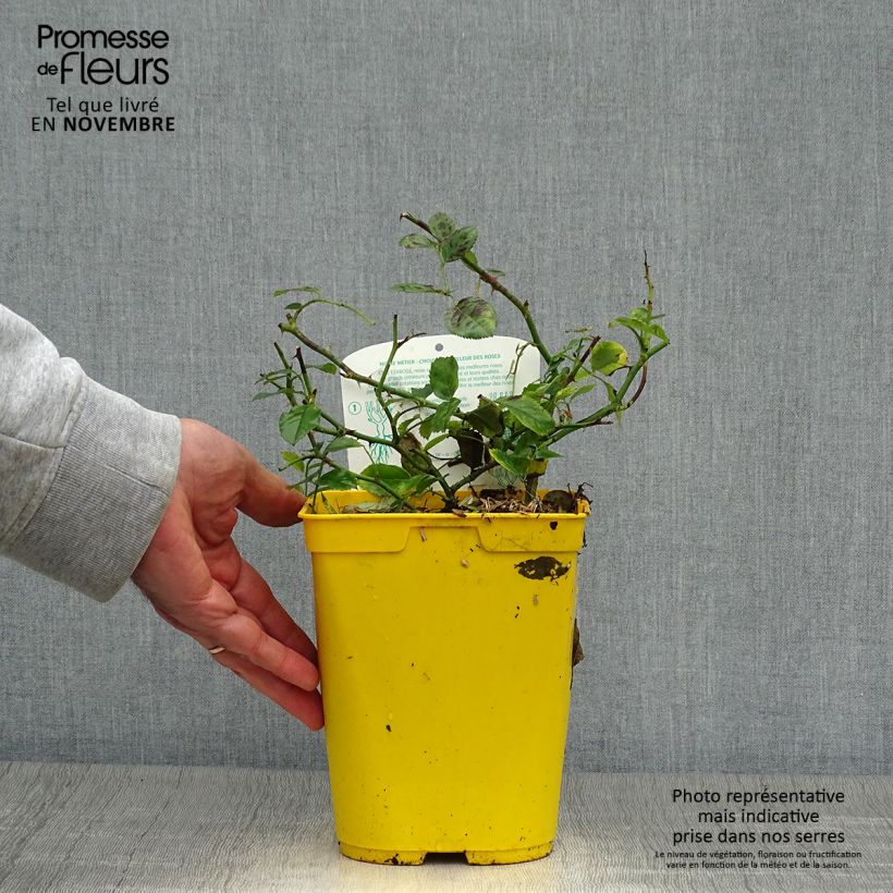 Esimerkki syksyllä toimitetusta Rosier Bees Paradise Ivory Pot de 3L/4L-taimesta