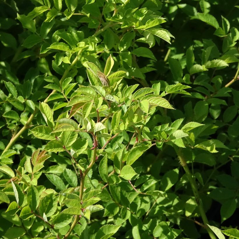Japaninköynnösruusu - Rosa multiflora (Lehvistö)