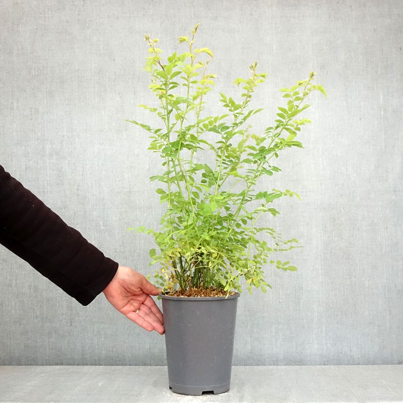Esimerkki keväällä toimitetusta Japaninköynnösruusu - Rosa multiflora 3 litran/4 litran ruukku-taimesta