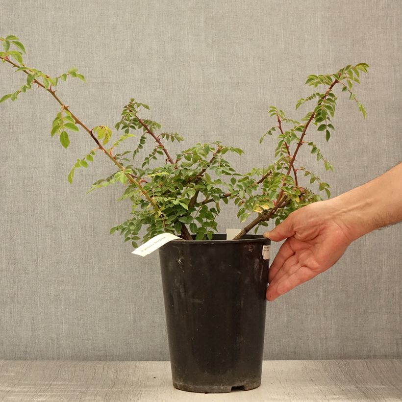 Esimerkki kesällä toimitetusta Rosier botanique pendulina Bourgogne Pot de 4L/5L-taimesta