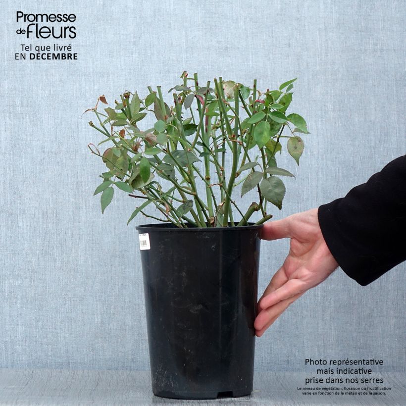 Esimerkki syksyllä toimitetusta Lajiruusu Viridiflora 4 litran/5 litran ruukku-taimesta