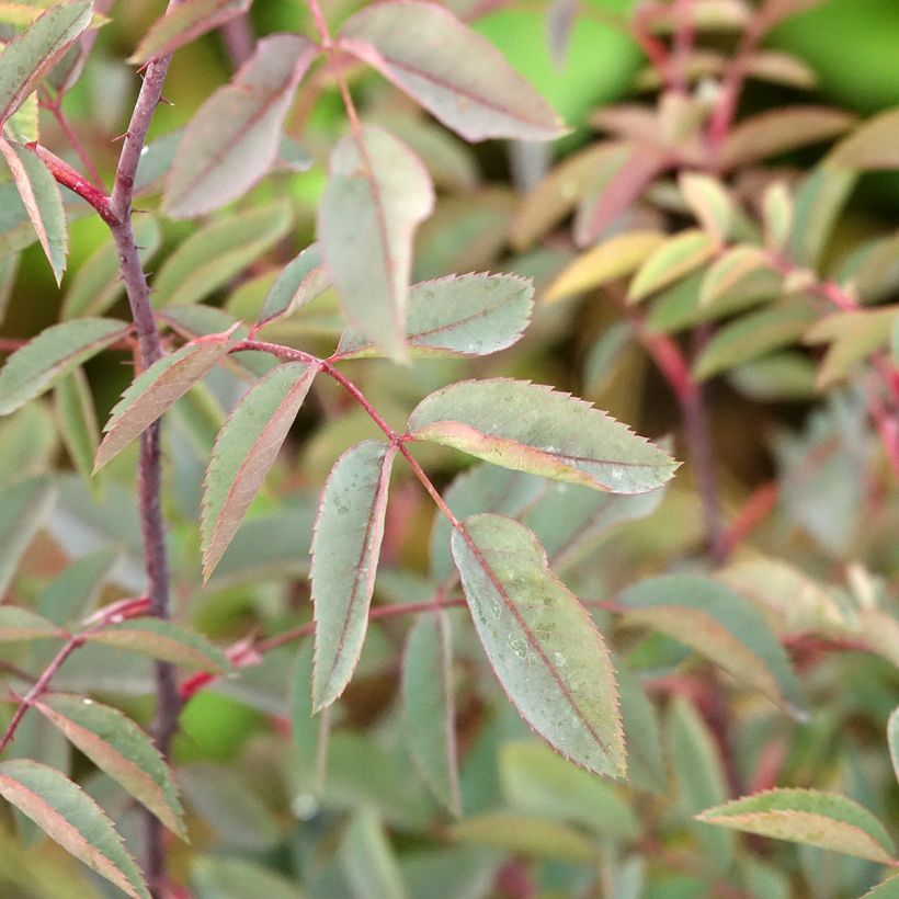 Punalehtiruusu - Rosa glauca (Lehvistö)