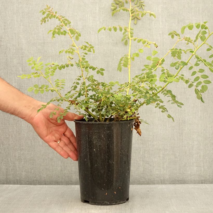 Esimerkki kesällä toimitetusta Lajiruusu Geranium 3 litran/4 litran ruukku-taimesta