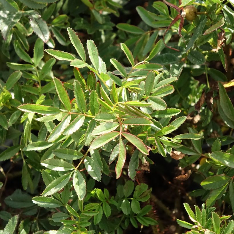 Nukkeruusu - Rosa nitida (Lehvistö)