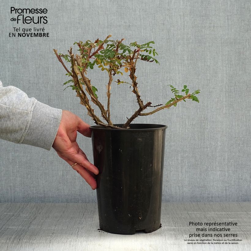 Esimerkki syksyllä toimitetusta Lajiruusu Pteracantha 4 litran/5 litran ruukku-taimesta