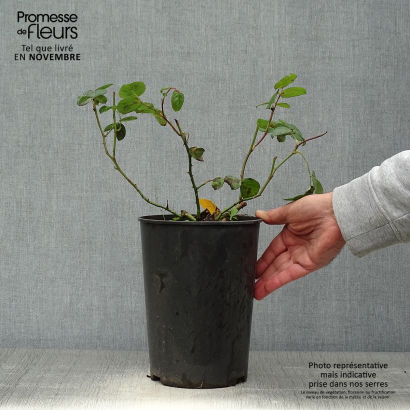 Esimerkki syksyllä toimitetusta Polyantharuusu Nostalgic Rose 4 litran/5 litran ruukku-taimesta