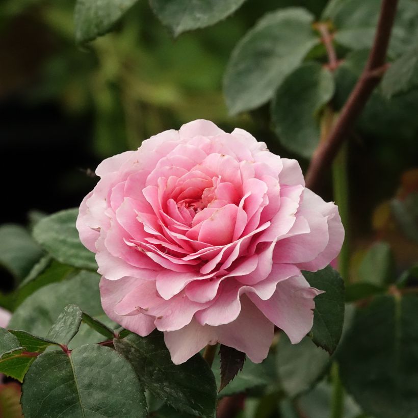 Polyantharuusu Nostalgic Rose (Kukinta)