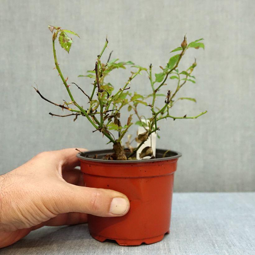 Esimerkki syksyllä toimitetusta Maanpeiteruusu KORhulth 005 Amirose 12 cm / 13 cm ruukku-taimesta