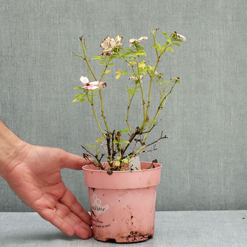 Esimerkki kesällä toimitetusta Maanpeiteruusu KORhulth 005 Amirose 12 cm / 13 cm ruukku-taimesta
