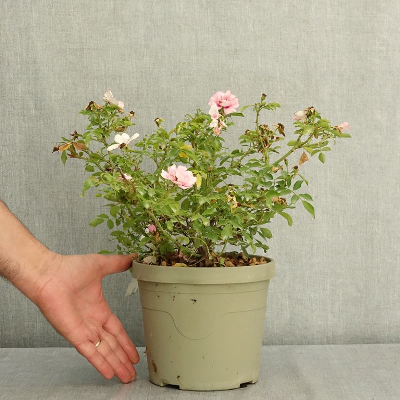 Esimerkki kesällä toimitetusta Maanpeiteruusu KORhulth 005 Amirose 3 litran/4 litran ruukku-taimesta