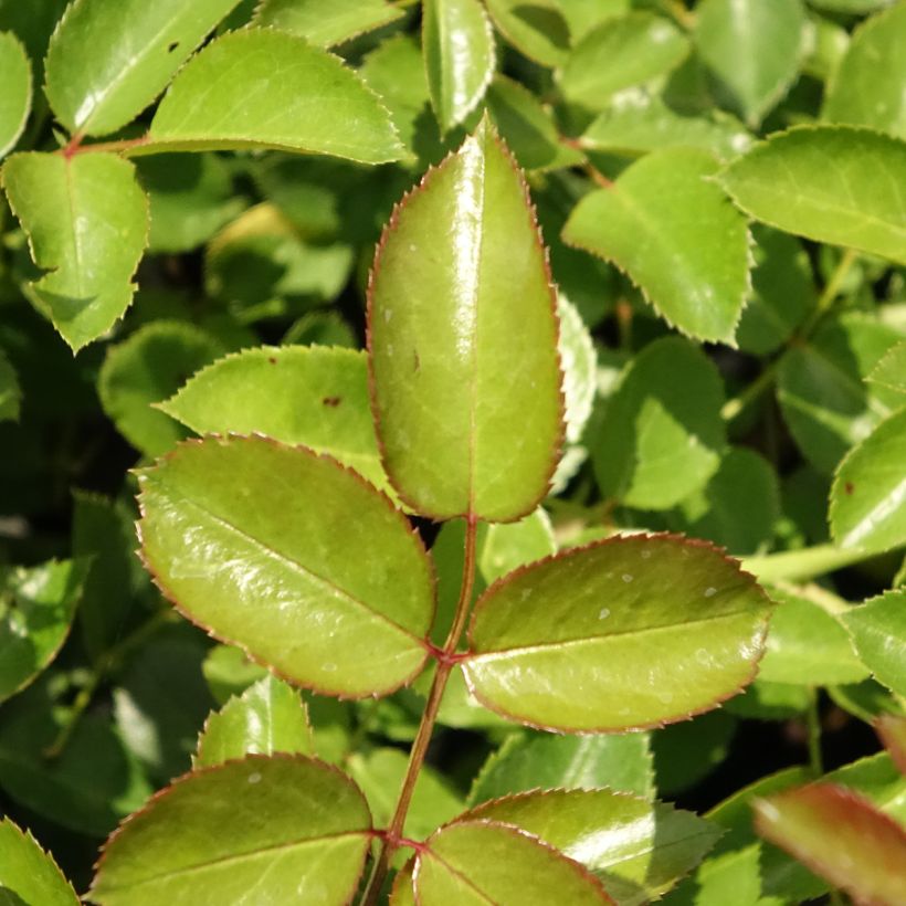 Maanpeiteruusu Aspirin Rose (Lehvistö)