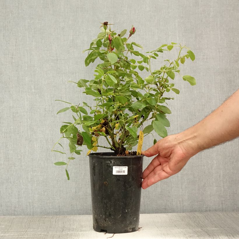 Esimerkki kesällä toimitetusta Maanpeiteruusu Black Forest Rose Korschwill 4 litran/5 litran ruukku-taimesta