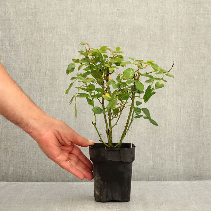 Esimerkki kesällä toimitetusta Maanpeiteruusu Black Forest Rose Korschwill 10 cm/11 cm ruukku-taimesta
