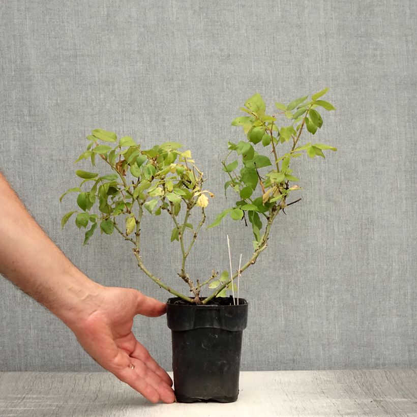 Esimerkki kesällä toimitetusta Rosier couvre-sol Knock Out Radrazz Pot de 10 cm/11cm, Issu de bouture-taimesta