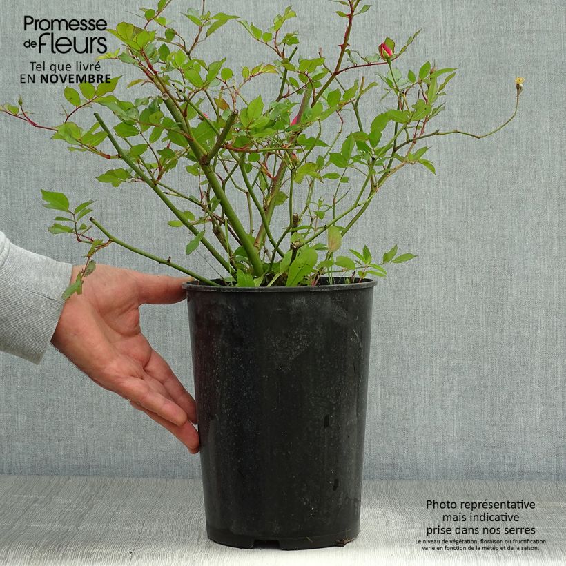 Esimerkki syksyllä toimitetusta Pensasruusu Lavender Dream 2 litran/3 litran ruukku-taimesta