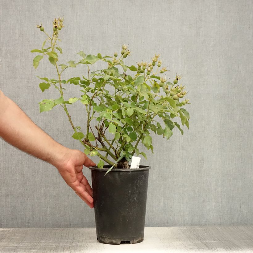 Esimerkki kesällä toimitetusta Rosier couvre-sol Marondo Pot de 2L/3L-taimesta