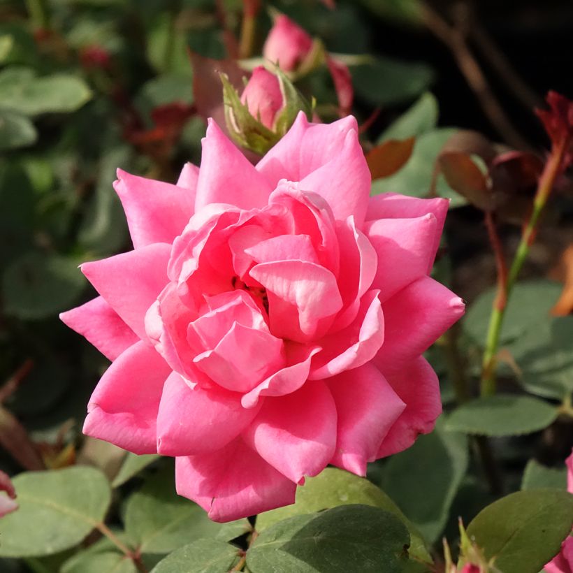 Maanpeiteruusu Pink Double Knock OUT (Kukinta)