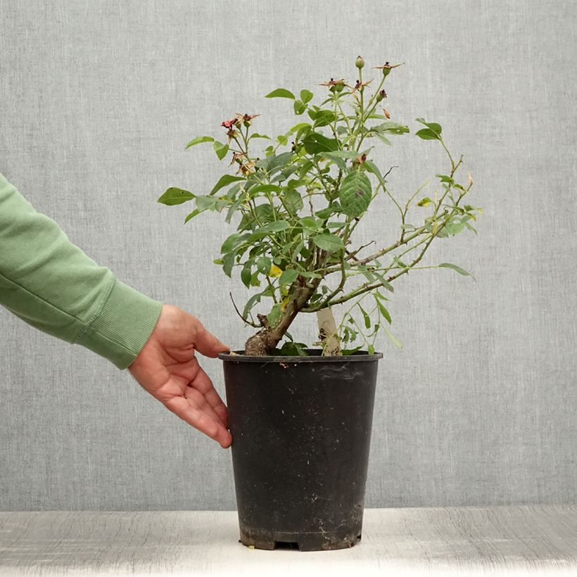 Esimerkki kesällä toimitetusta Rosier couvre-sol Pink Flash Pot de 4L/5L-taimesta