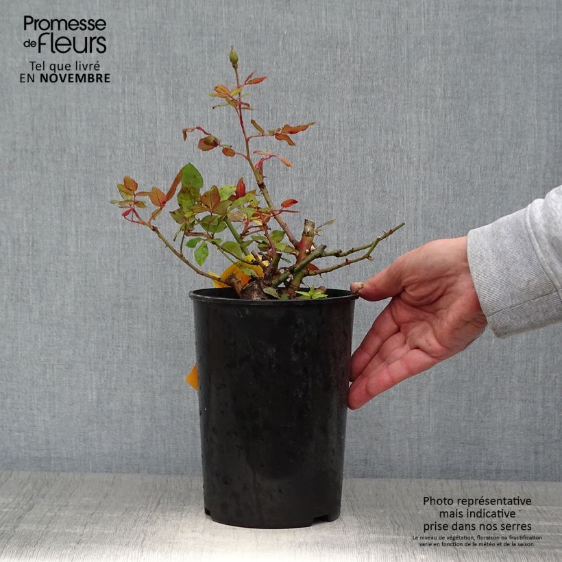 Esimerkki syksyllä toimitetusta Rosier couvre-sol Pink Knock Out (Rodin) Pot de 3L/4L-taimesta