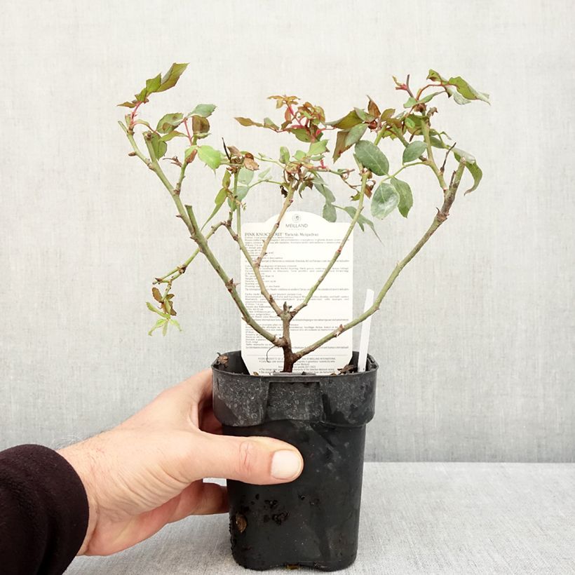 Esimerkki syksyllä toimitetusta Maanpeiteruusu Pink Knock Out 10 cm/11 cm ruukku-taimesta