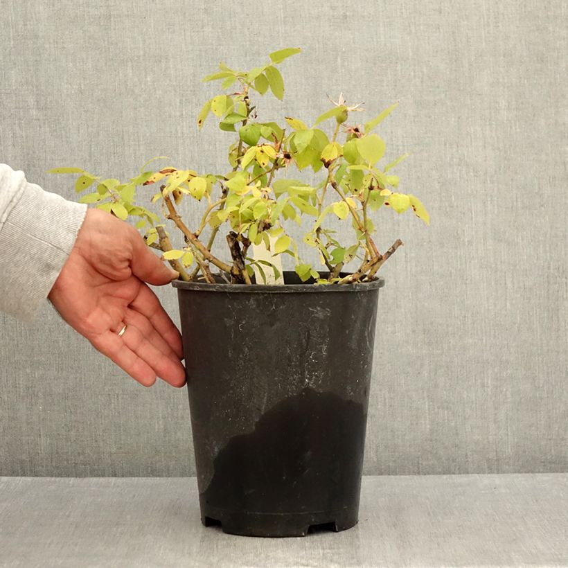 Esimerkki kesällä toimitetusta Rosier couvre-sol Pink Knock Out (Rodin) Pot de 3L/4L-taimesta
