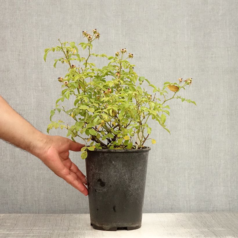 Esimerkki kesällä toimitetusta Rosier couvre-sol Rigo Diamant Pot de 3L/4L-taimesta